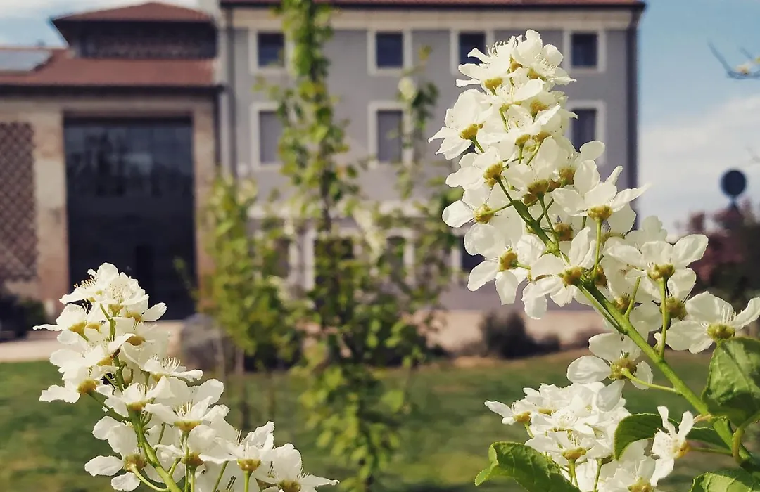 B&B Rocambola-1