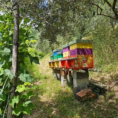Le Zitelle di Ron-3